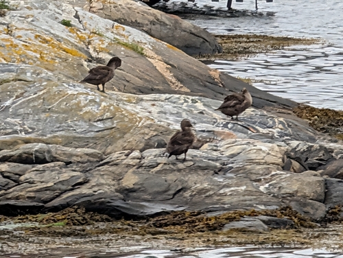Common Eider
