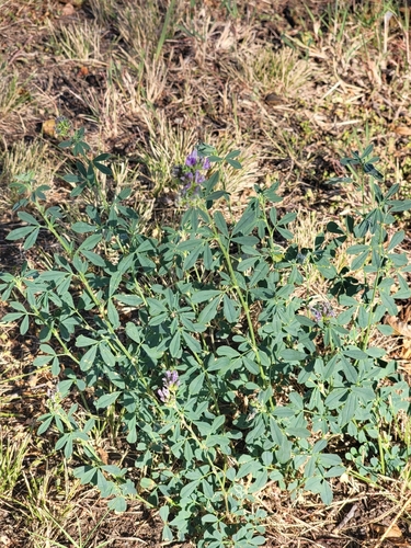 Alfalfa