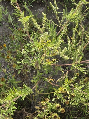 common ragweed