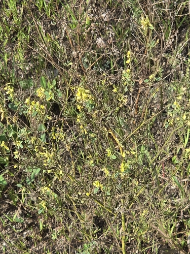 Yellow Sweetclover
