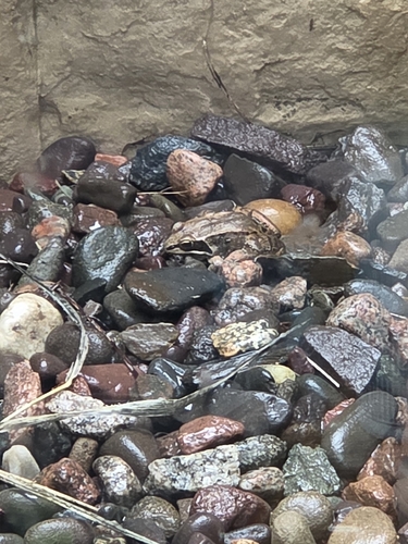 Wood Frog