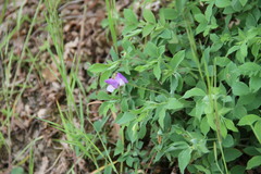 Lathyrus laxiflorus