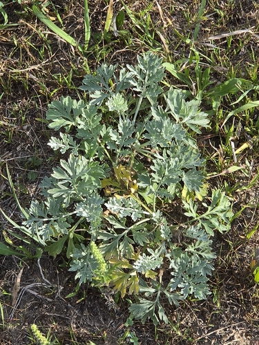 absinthe wormwood