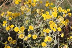 Helichrysum cooperi
