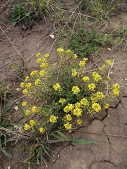 Alyssum montanum gmelinii