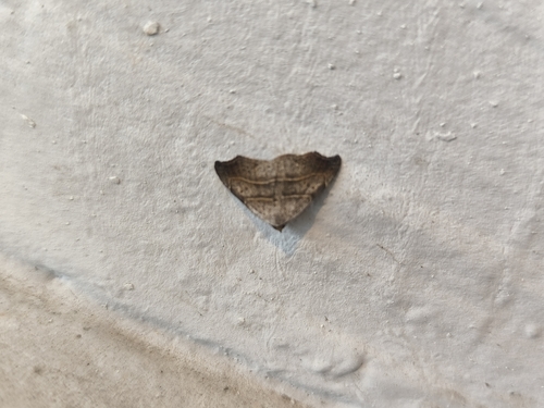 Beautiful Hook-tip