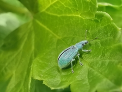 Polydrusus planifrons