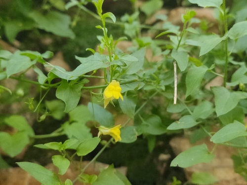 Nanorrhinum ramosissimum
