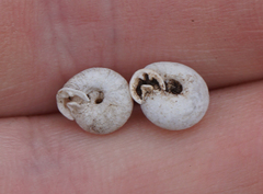 Daedalochila mooreana