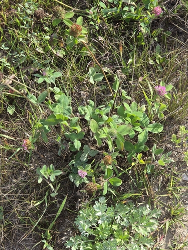 Red Clover