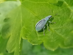 Polydrusus planifrons