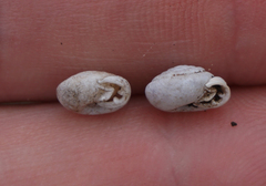 Daedalochila mooreana