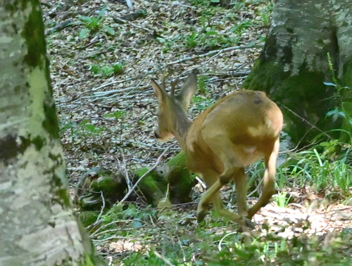 Western Roe Deer