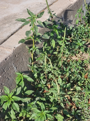 Palmer's Amaranth