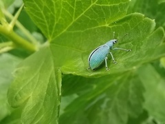 Polydrusus planifrons