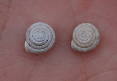 Daedalochila mooreana