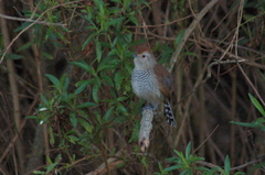 Thamnophilus ruficapillus