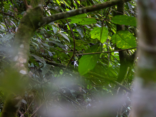Enicurus ruficapillus observed 2026-08-13