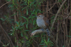 Thamnophilus ruficapillus