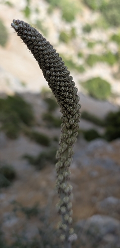 sea squill