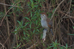 Thamnophilus ruficapillus