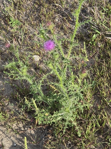 Broad-winged Thistle