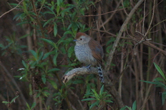 Thamnophilus ruficapillus