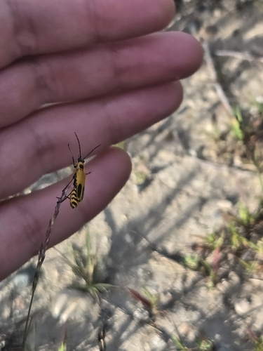 Goldenrod Soldier Beetle