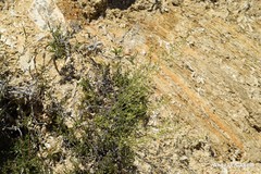 Thesium divaricatum