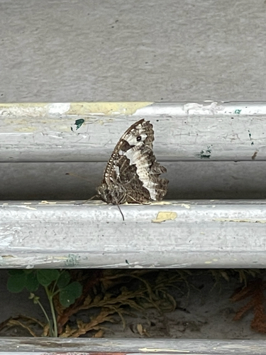 Great Banded Grayling