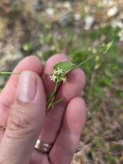 Metastelma barbigerum