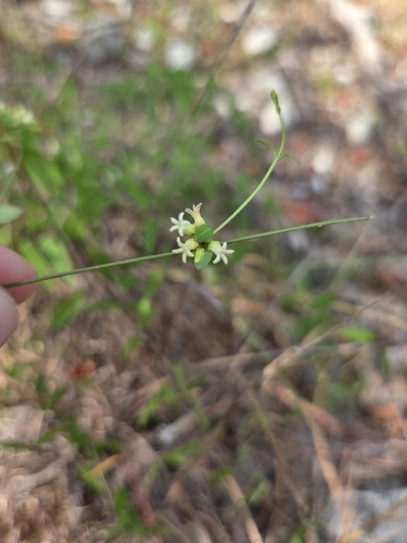 Metastelma barbigerum, photograph 2