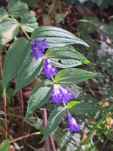 willow gentian