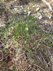 Metastelma barbigerum, photograph (c) Rachel, some rights reserved (CC BY)