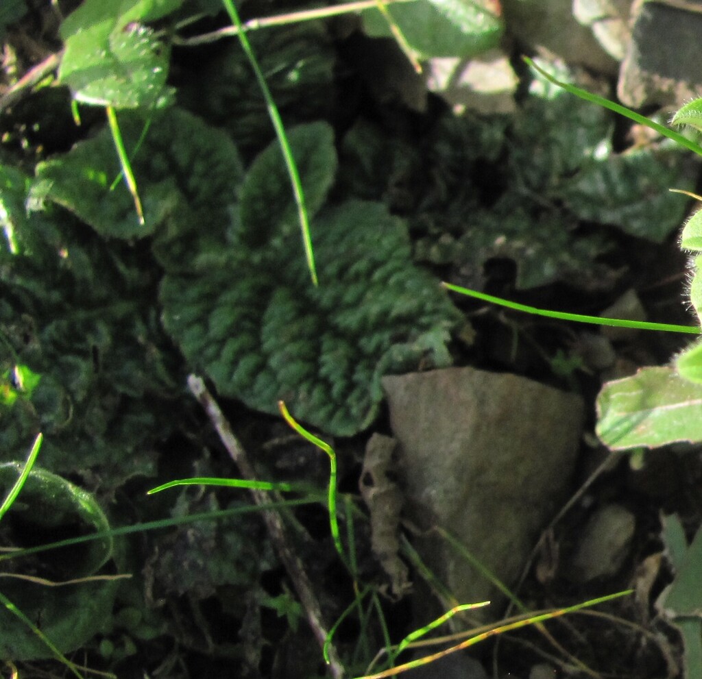 Pulicaria odora; photograph (c) zebedeugalinha, some rights reserved (CC BY)