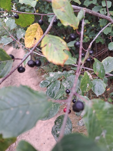 alder buckthorn