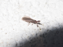 Oligotoma humbertiana