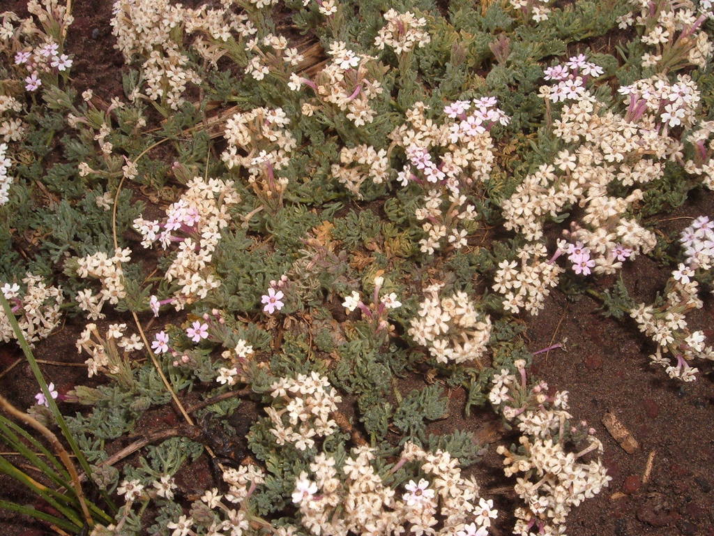 Glandularia macrosperma