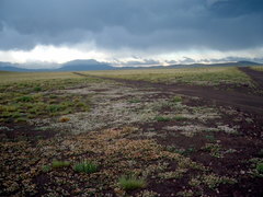 Glandularia macrosperma