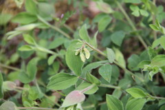 Lathyrus laxiflorus