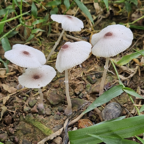 Candelolepiota sinica