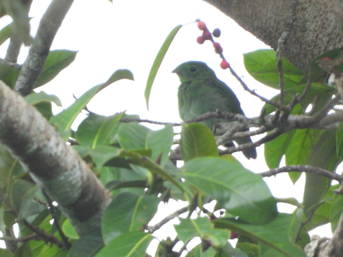 Calyptomena viridis observed 2026-08-12
