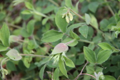 Lathyrus laxiflorus