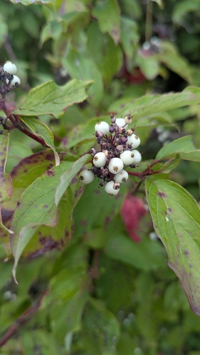 red osier dogwood
