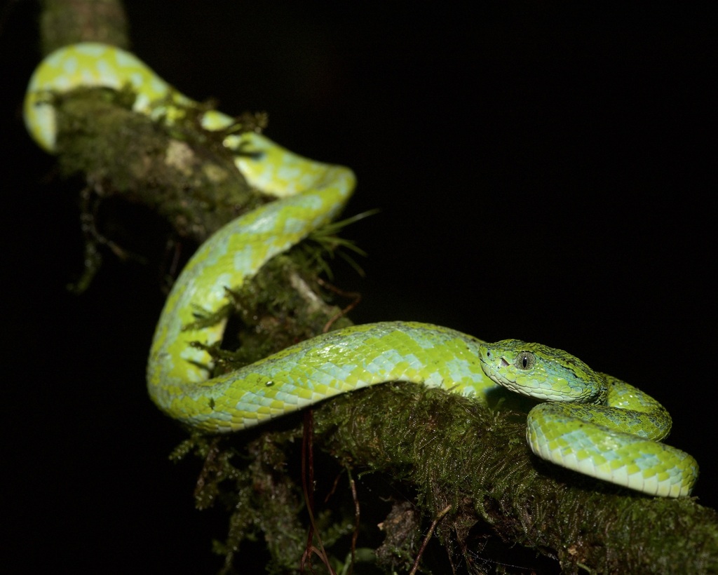 Merendon Palm-pitviper