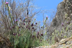 Lavandula pedunculata