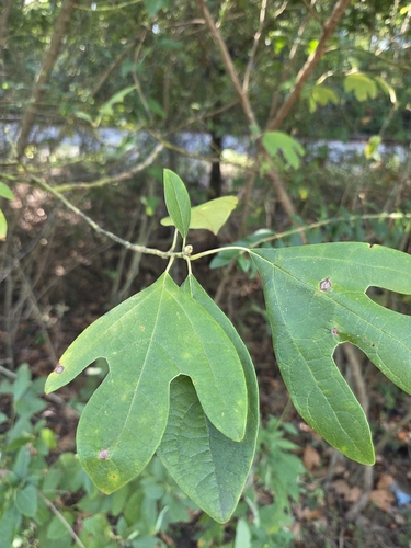 sassafras