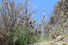 Lavandula pedunculata