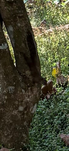 Brazilian Squirrel