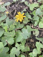 Ficaria verna
